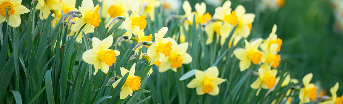 Dividing Daffodils