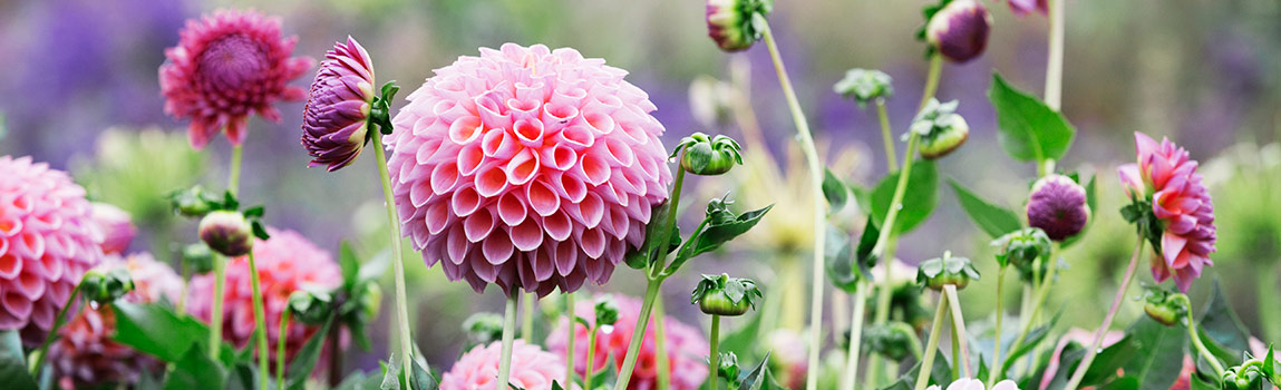 Lifting and Storing Dahlias in Winter