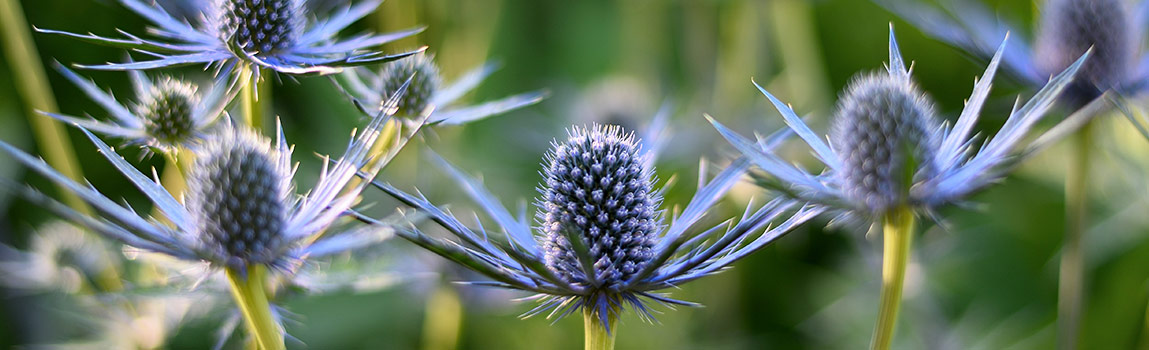 All About Sea Holly