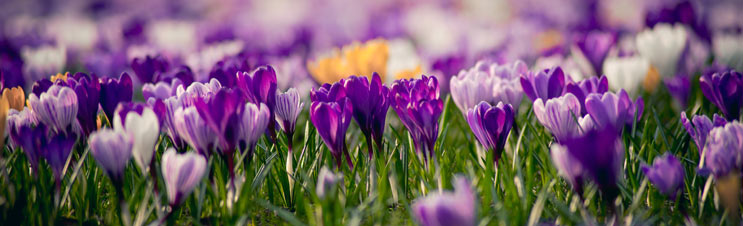 Color, charm and crocus