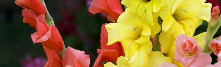 How to Grow Gladiolus Plants