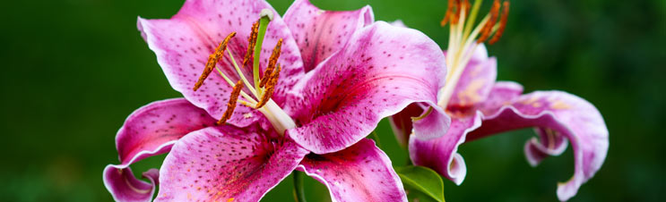 Introduction to Asiatic Lilies