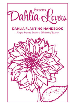 Planting Guide for Dahlias