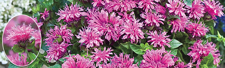 Breck’s cranberry lace bee balm plants