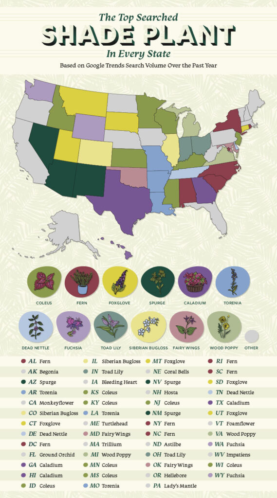 U.S. map showing the top searched shade plant in every state