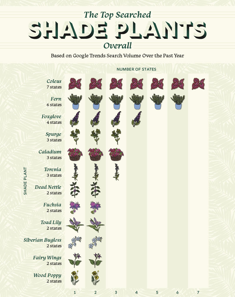list of the most searched shade plants across the U.S.