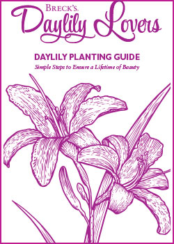 Planting Guide for Daylilies