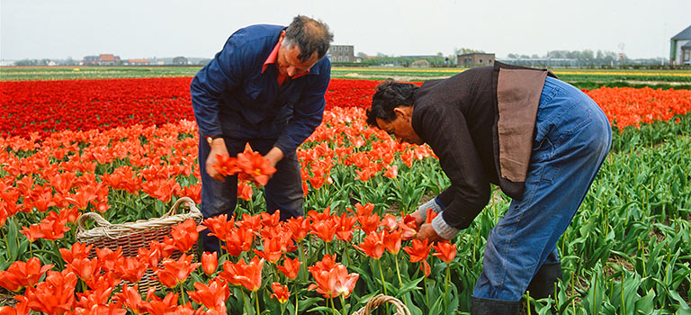 Dutch Treat Tulipmania Forever blog 4