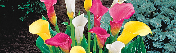 Calla Lilies, like this Calla Lily Mixture, are not true lilies.