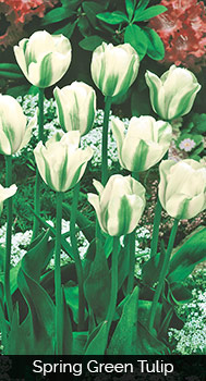 Spring Green Tulip
