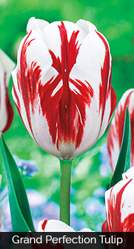 Grand Perfection Tulip