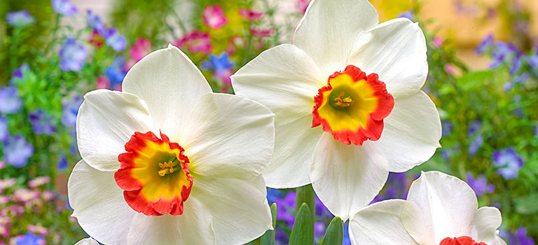 Colin's Joy Daffodil