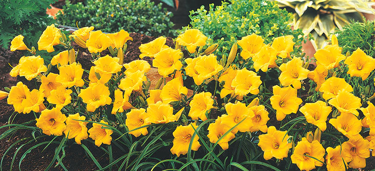 Day Lilies – How To Grow & Divide Day Lilies | Brecks