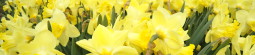 Dutch Daffodil Fields