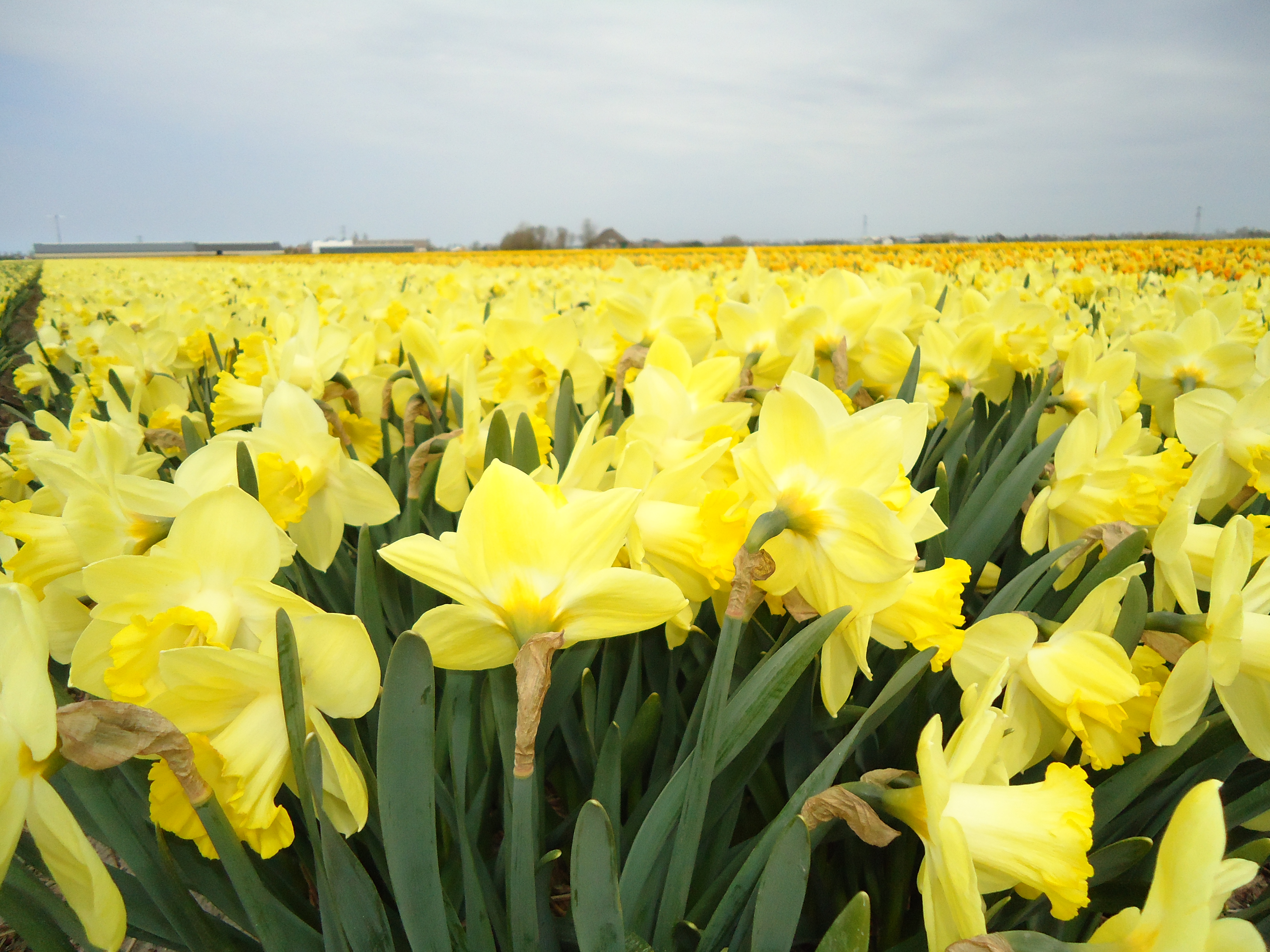 Wish You Were Here: Breezand’s daffodil fields