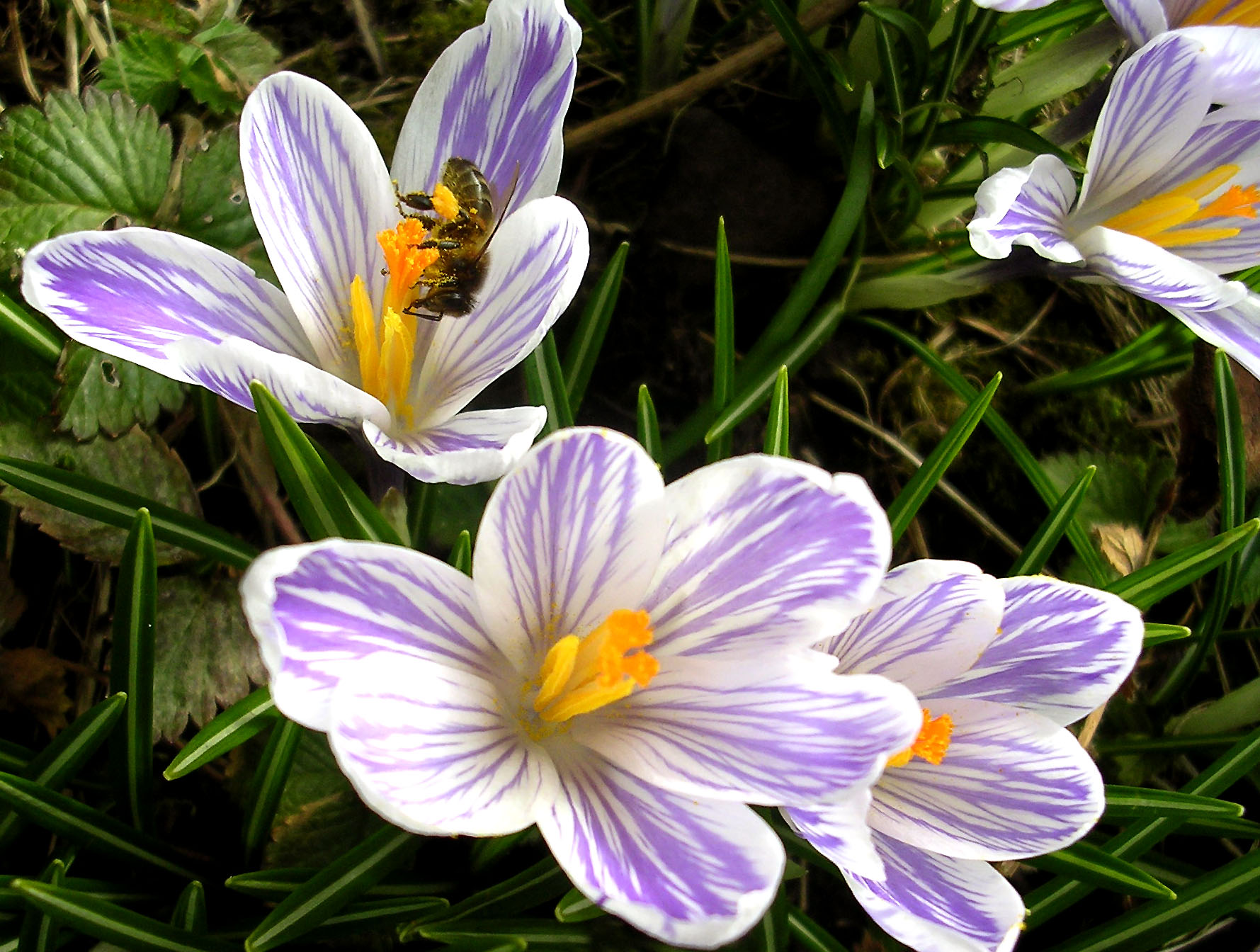 Early spring blooms for attracting bees