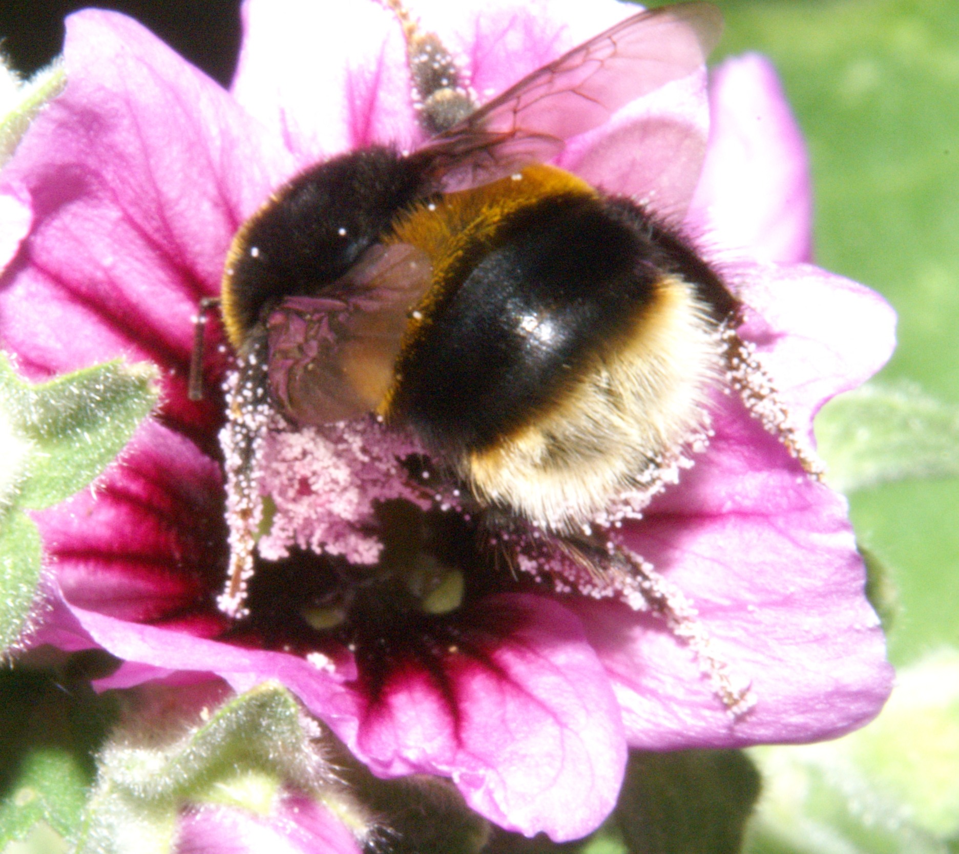 Helping bees through gardening