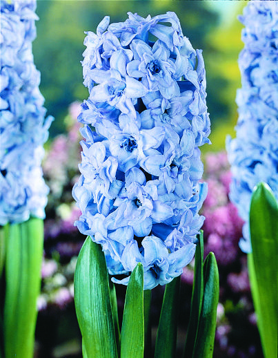 Wish You Were Here – Hyacinths in Lisse