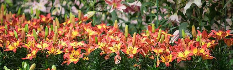 For waves of colour, plant lilies en masse.