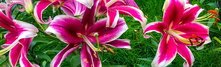 Lilies add brilliant colour and fragrance to the summer garden