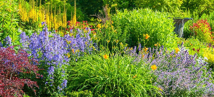 12 Full-Sun Perennials That Bloom All Summer