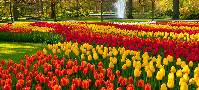 Dutch Treat Tulipmania Forever blog 5