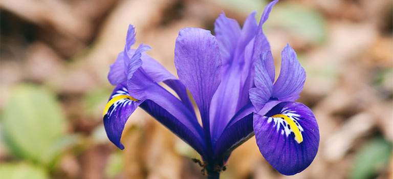 How to grow bearded iris
