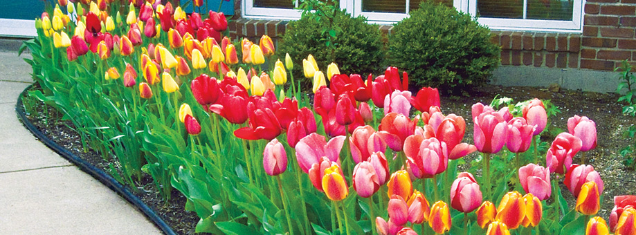 Lanscaping with bulbs: bloom time