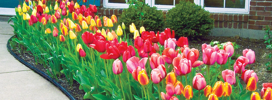 Landscaping with bulbs:Color