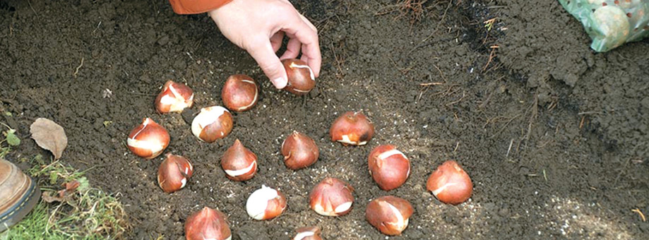 Care of Bulbs: Digging