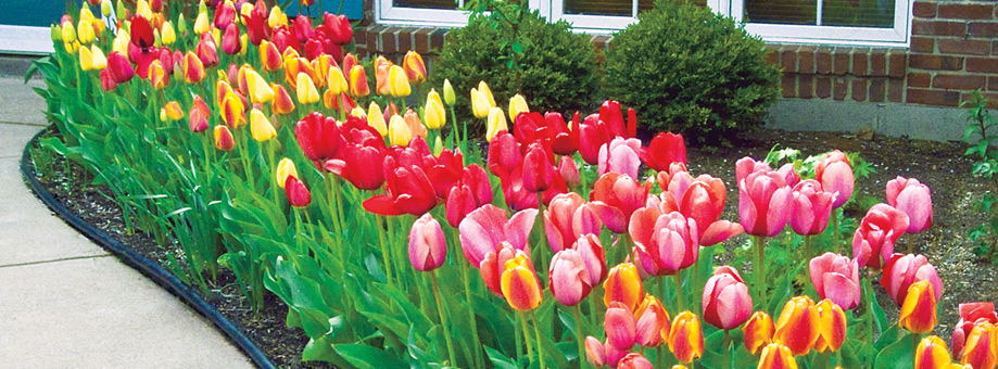 Landscaping with bulbs: naturalizing
