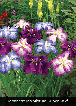 japanese iris mixture
