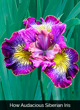 how audacious iris