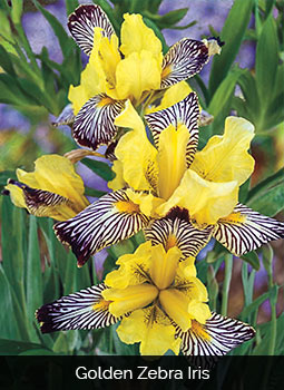 golden zebra iris