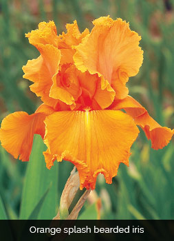 orange splash iris