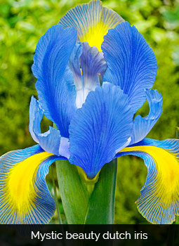 mystic beauty dutch iris
