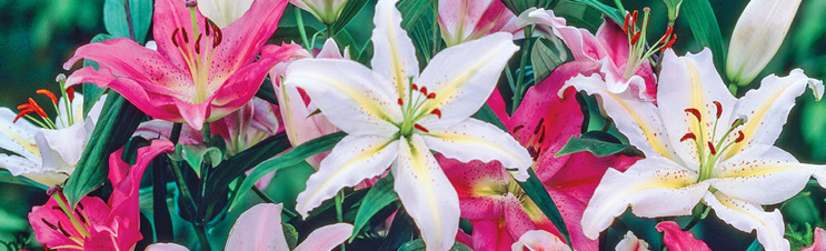 Planting lily bulbs results in beautiful blooms