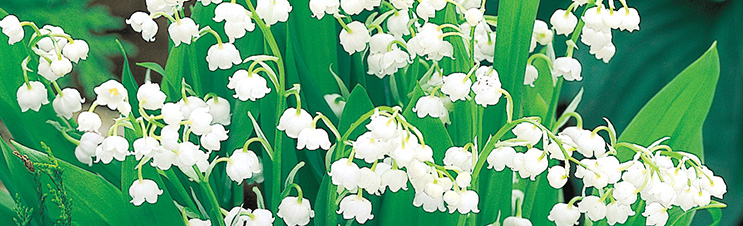 The Lily of the Valley is not a true lily.