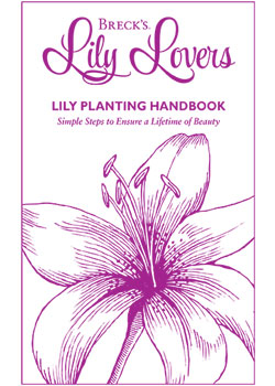 Planting Guide for Lily Lovers