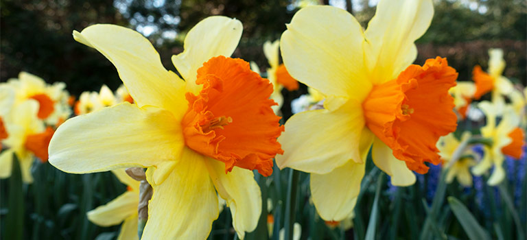 Daffodils : Heralding Spring