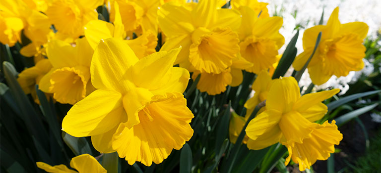 Breck's Colossal Daffodil