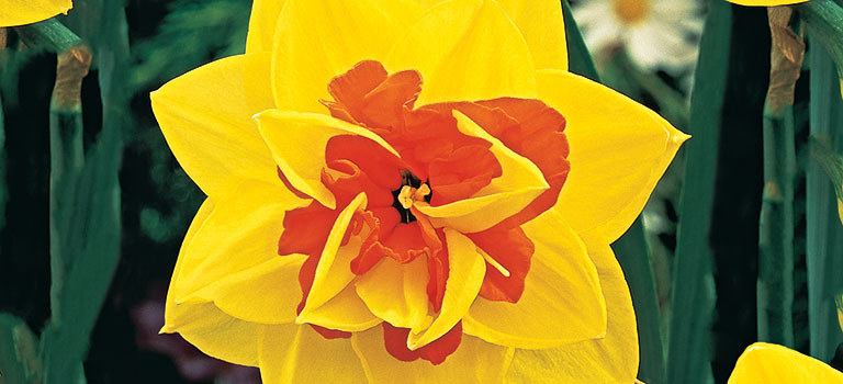 Tahiti Daffodil