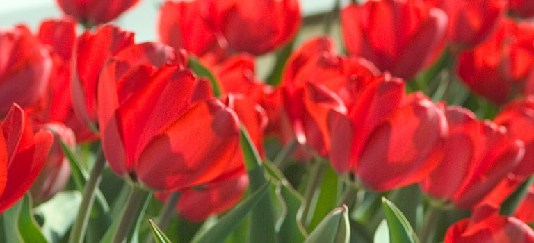 Dutch Treat Tulipmania Forever blog 1