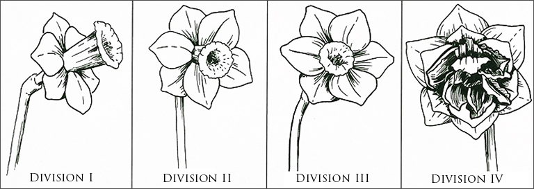 Narcissus Divisions