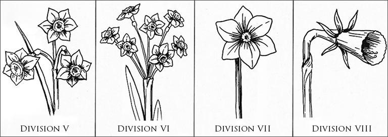 Narcissus Divisions 2