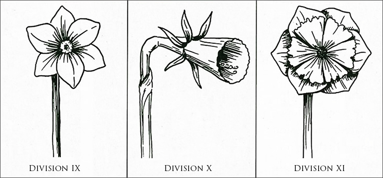 Narcissus Divisions 3