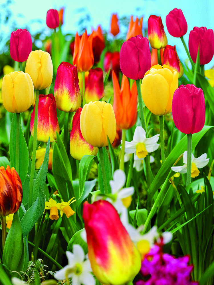 Spring bulbs for every stage of spring