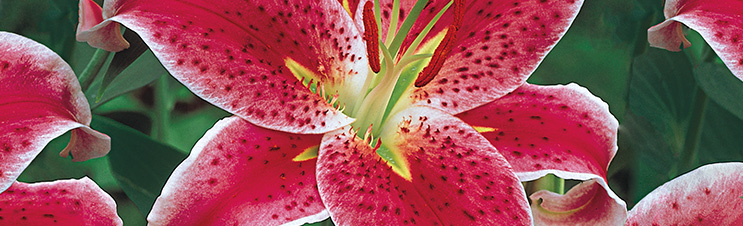 Stargazer is one of the most popular Oriental lilies.