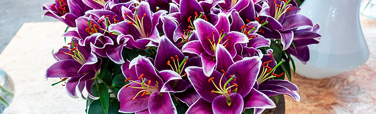 Smaller lilies, like Sunny Keys Oriental Border Carpet Lily, are ideal for containers.