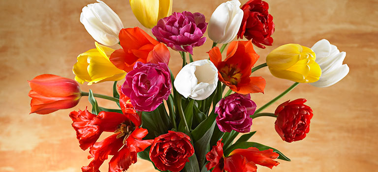 Dutch Treat Tulipmania Forever blog 6